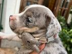American Bully Puppies