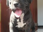 American Bully Puppy
