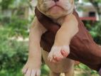 American Bully Puppy