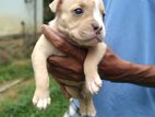 American Bully Puppy