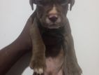 American Bully Puppy