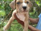 American bully puppy