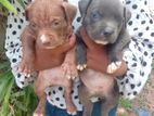 American Bully Puppy