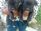 American Bully Puppies