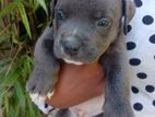 American Bully Puppies
