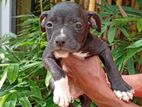 American bully puppy