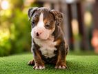 American Bully Puppy