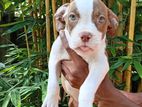 American bully puppy