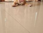 American Bully Puppy
