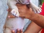 American Bully Puppy