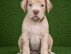 American Bully Puppy