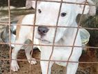American Bully Puppy