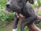 American Bully Puppy