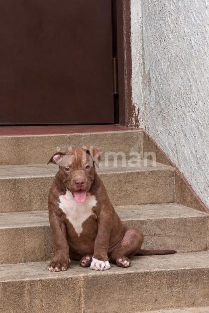 American Bully Puppy for Sale in Dehiwala | ikman
