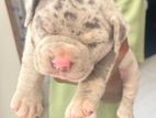 American Bully Puppy