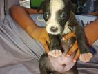 American bully puppy