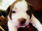 American Bully Puppy
