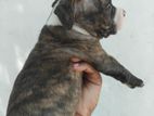 American Bully Puppy