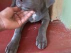 American Bully Puppy
