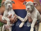 American Bully Puppies