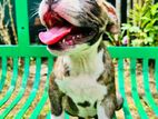 American Bully Puppy