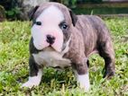American Bully Puppy