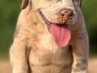 American Bully Puppies