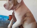 American Bully Puppy