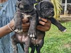 American Bully Puppy