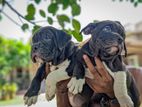 American Bully Puppy