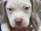 American Bully Puppy