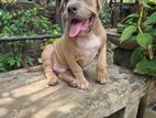 American Bully Puppy