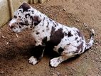 American Bully Puppy