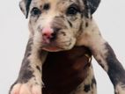 American Bully Puppy