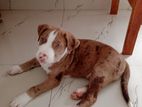 American Bully Puppy