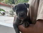 American Bully Puppy