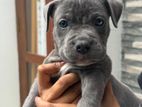 American Bully Puppy