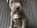 American Bully Puppy