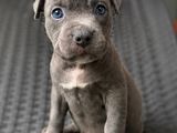 American Bully Puppy