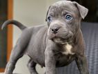 American Bully Puppy