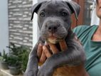 American Bully Puppy