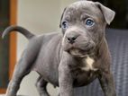 American Bully Puppy