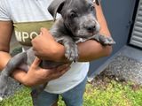 American Bully Puppy