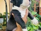 American Bully Puppy