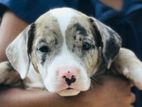 American Bully Puppy