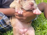 American Bully Puppy