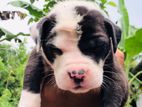 American Bully Puppy