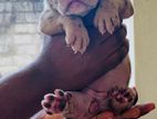 American Bully Puppies