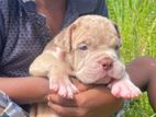 American Bully Puppies