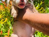 American Bully Puppy